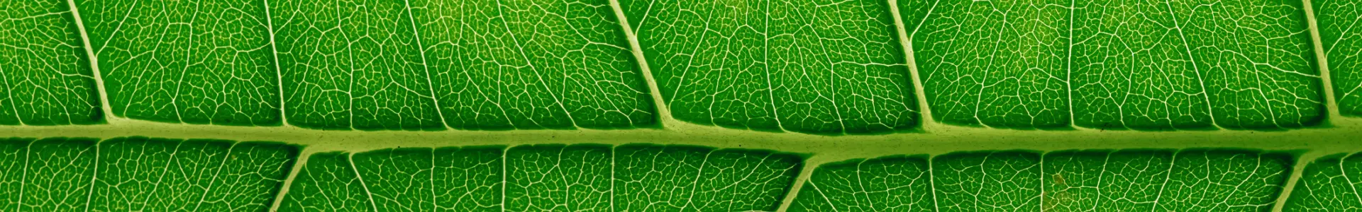 Close-up of a green leaf texture showing intricate veins and patterns, with a focus on its detailed surface and vibrant color.