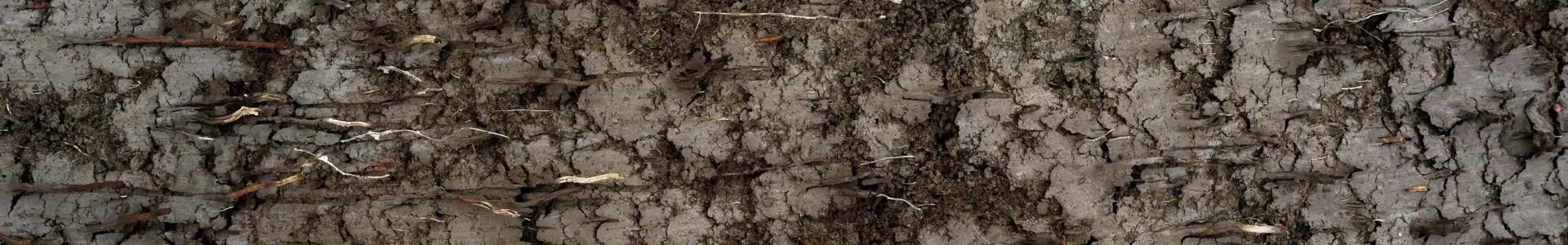 A close-up of textured tree bark with cracks and small protrusions, showcasing shades of brown and gray. The surface displays a natural, weathered appearance.