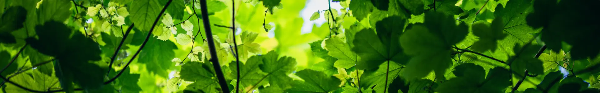 A view from below of green leaves and branches, with sunlight filtering through the foliage, creating a vibrant pattern of light and shade.