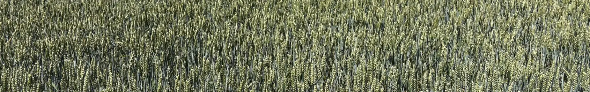 A wide view of a green wheat field under a blue sky with scattered clouds. The field shows tall wheat stalks ready for harvest, creating a textured landscape.