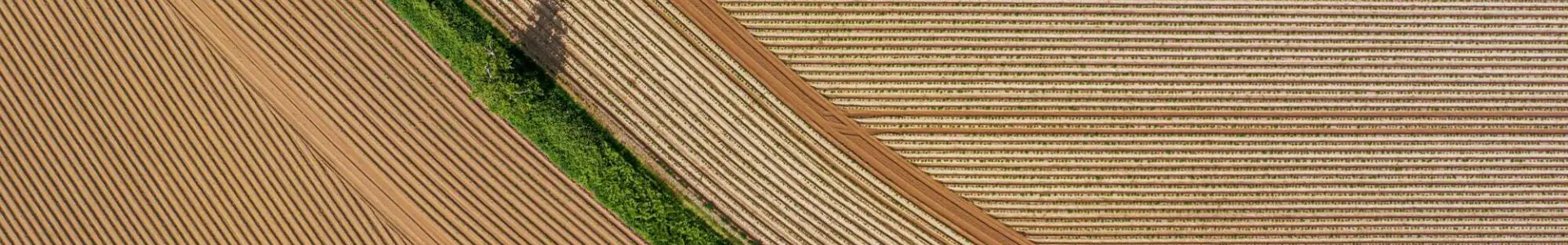 An aerial view of agricultural fields featuring plowed rows and a curved dirt path. A green strip of vegetation runs along one side with a small tree casting a shadow.