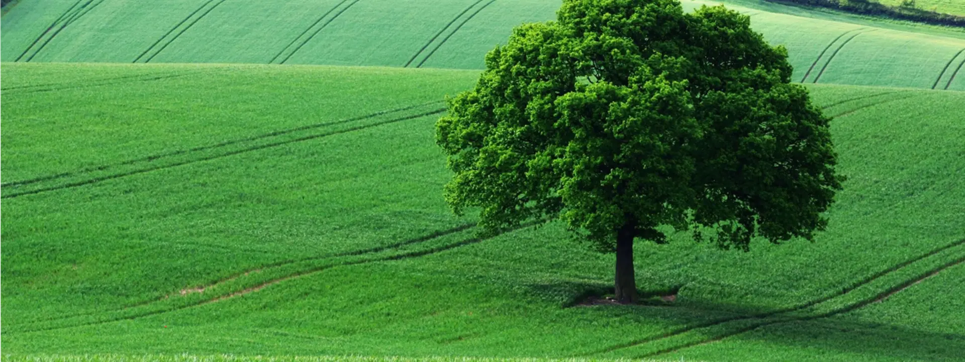 A single large green tree standing alone in a lush green field. The landscape features gently rolling hills with visible crop lines and vibrant grass.