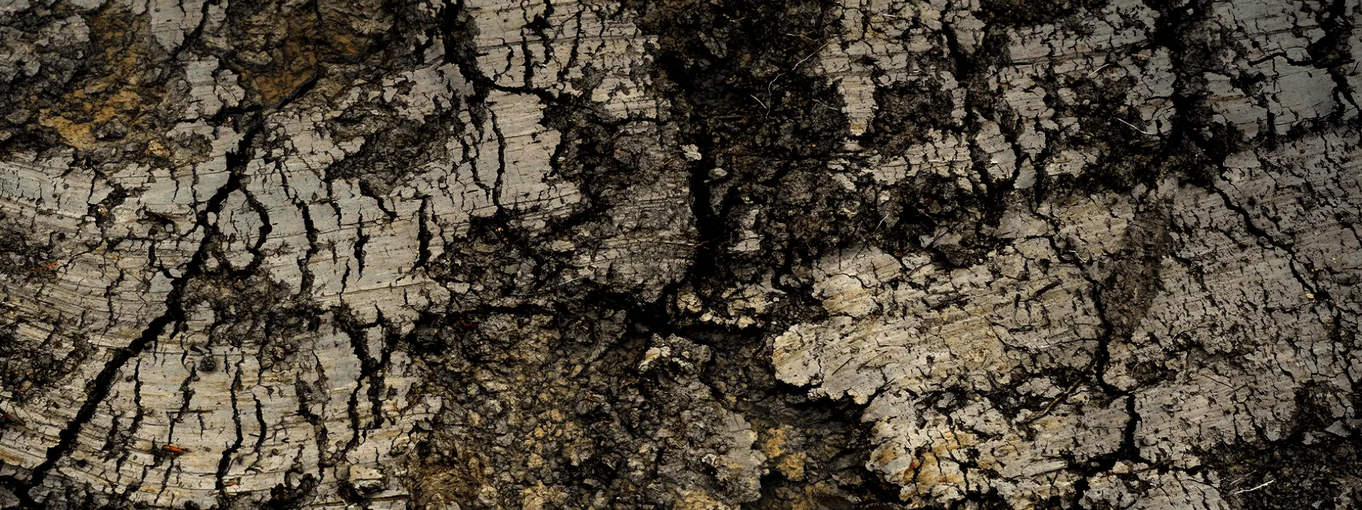 Close-up view of weathered tree bark showing deep cracks and textures, with a mix of dark and light shades highlighting the natural patterns.