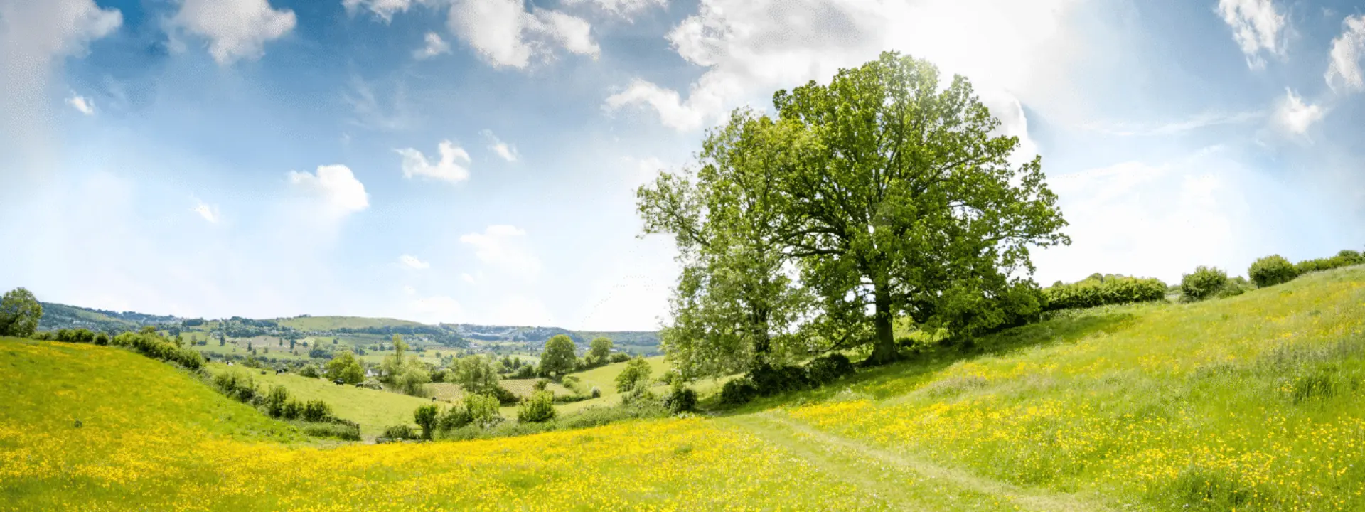 A panoramic view of a green hillside dotted with yellow wildflowers, featuring a large tree on the left side under a bright blue sky with scattered clouds.
