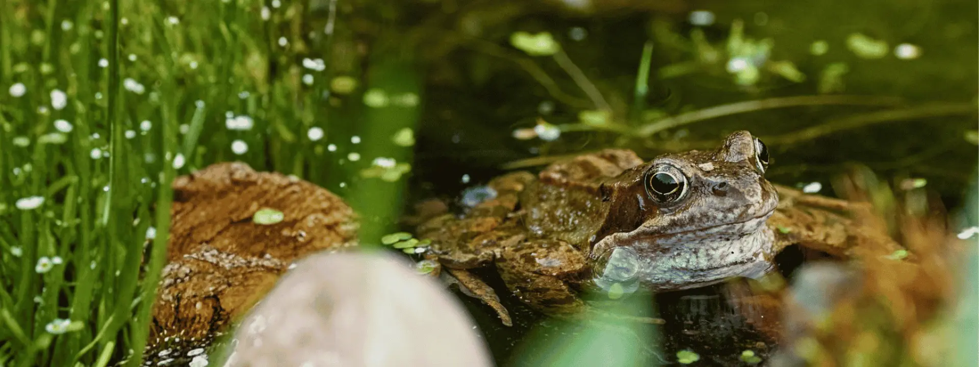 A brown frog rests at the water’s edge among green aquatic plants and mossy rocks.
