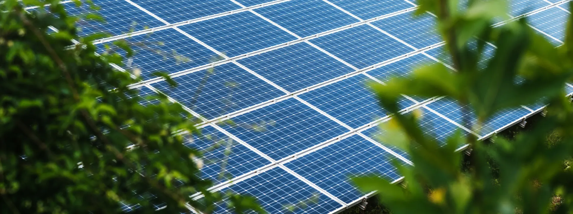 Solar panels installed in a field, partially obscured by green foliage. The panels are arranged in rows, capturing sunlight, with shadowing from nearby plants.