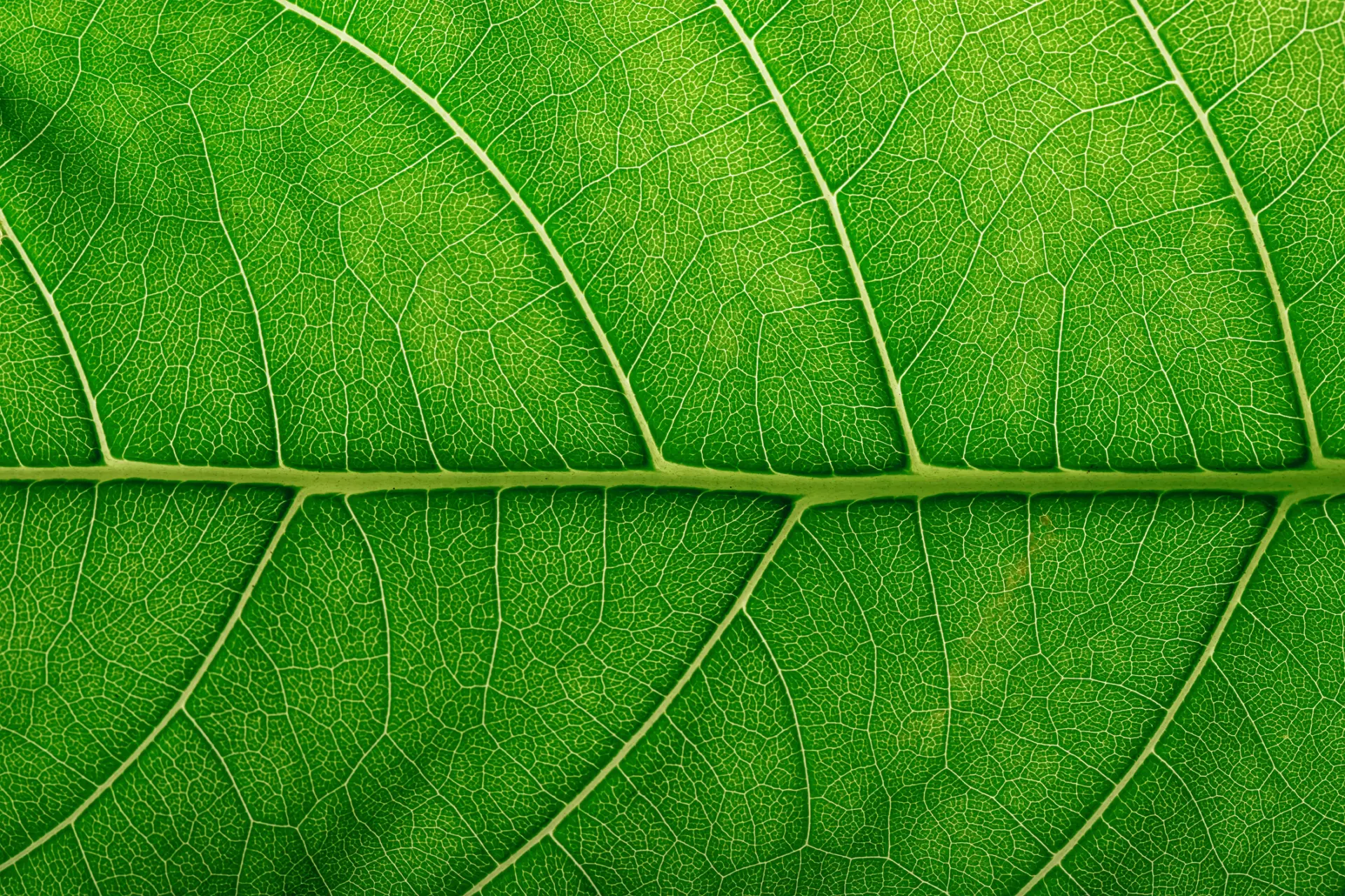 Close-up of a green leaf texture showing intricate veins and patterns, with a focus on its detailed surface and vibrant color.