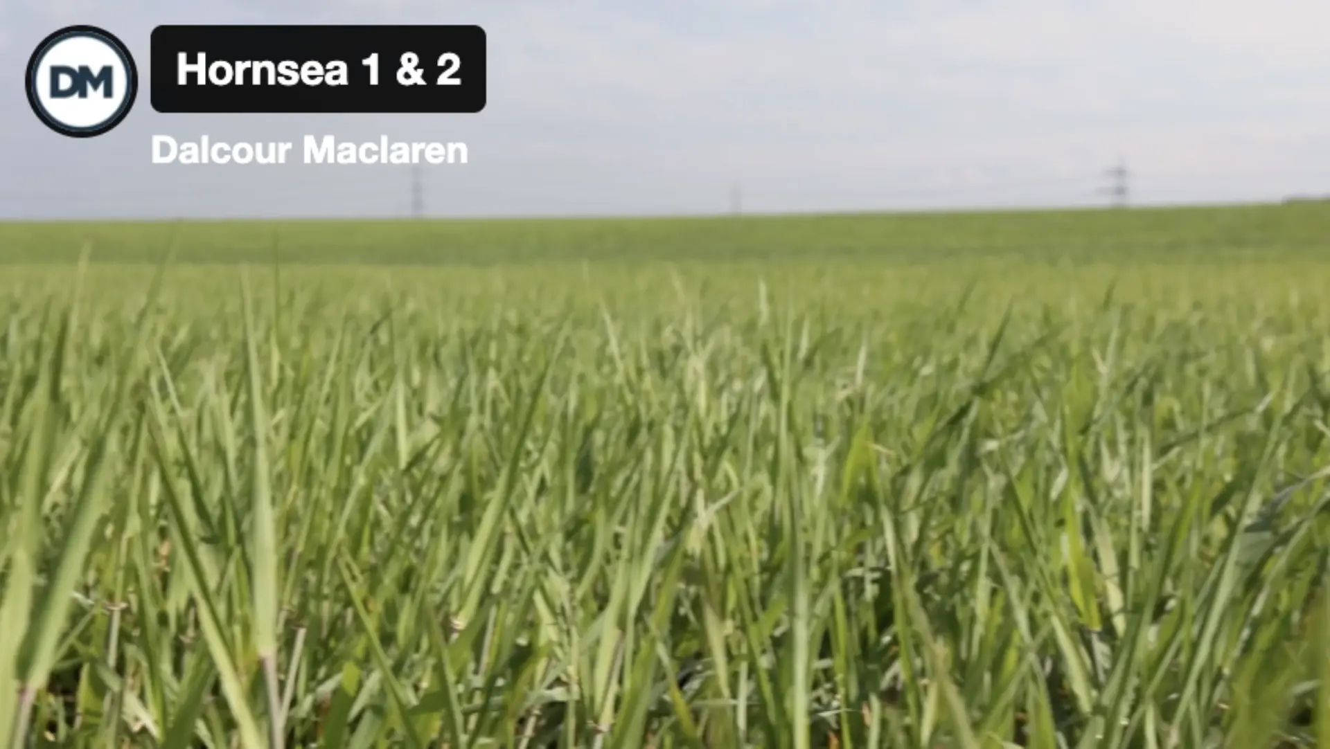 A close-up of green grass blades in a field under a cloudy sky. The background features a wide-open grassy area, with power lines visible in the distance. The image includes text labeling "Hornsea 1 & 2" and "Dalcour Maclaren".