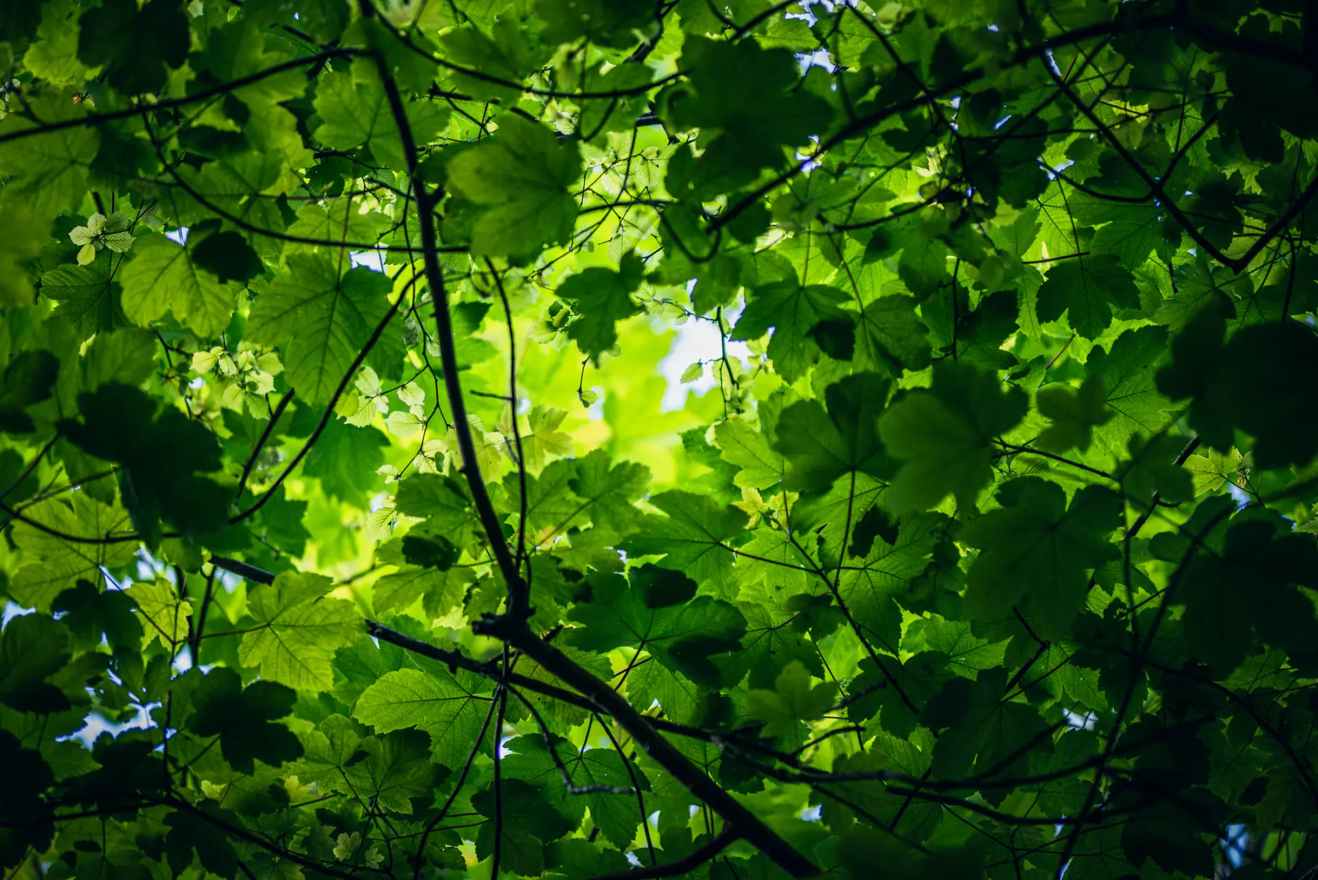 A view from below of green leaves and branches, with sunlight filtering through the foliage, creating a vibrant pattern of light and shade.
