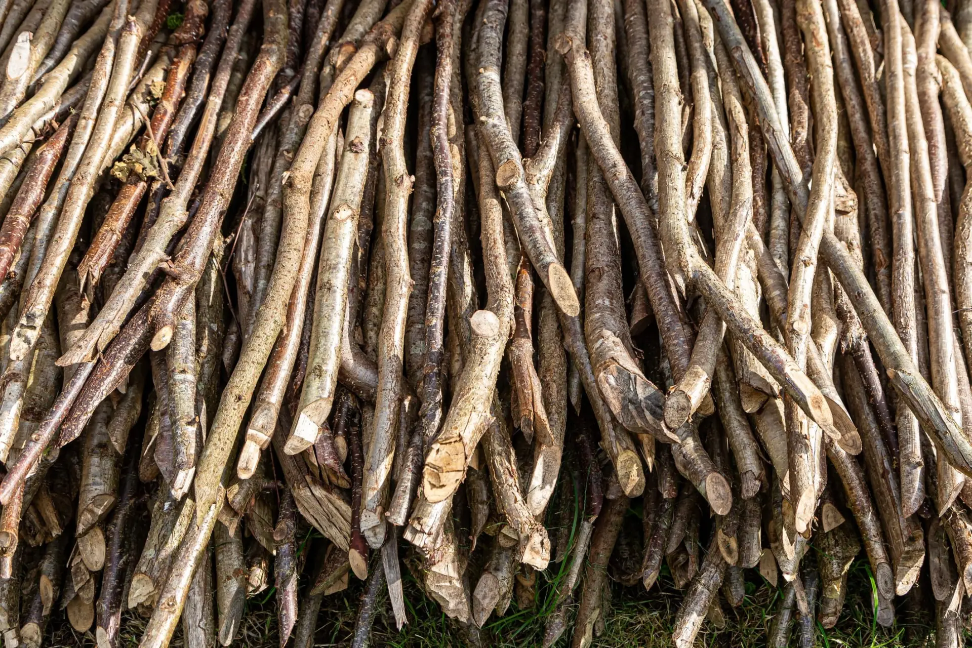 A close-up view of a pile of wooden sticks, varying in thickness and length, arranged haphazardly on a grassy surface.