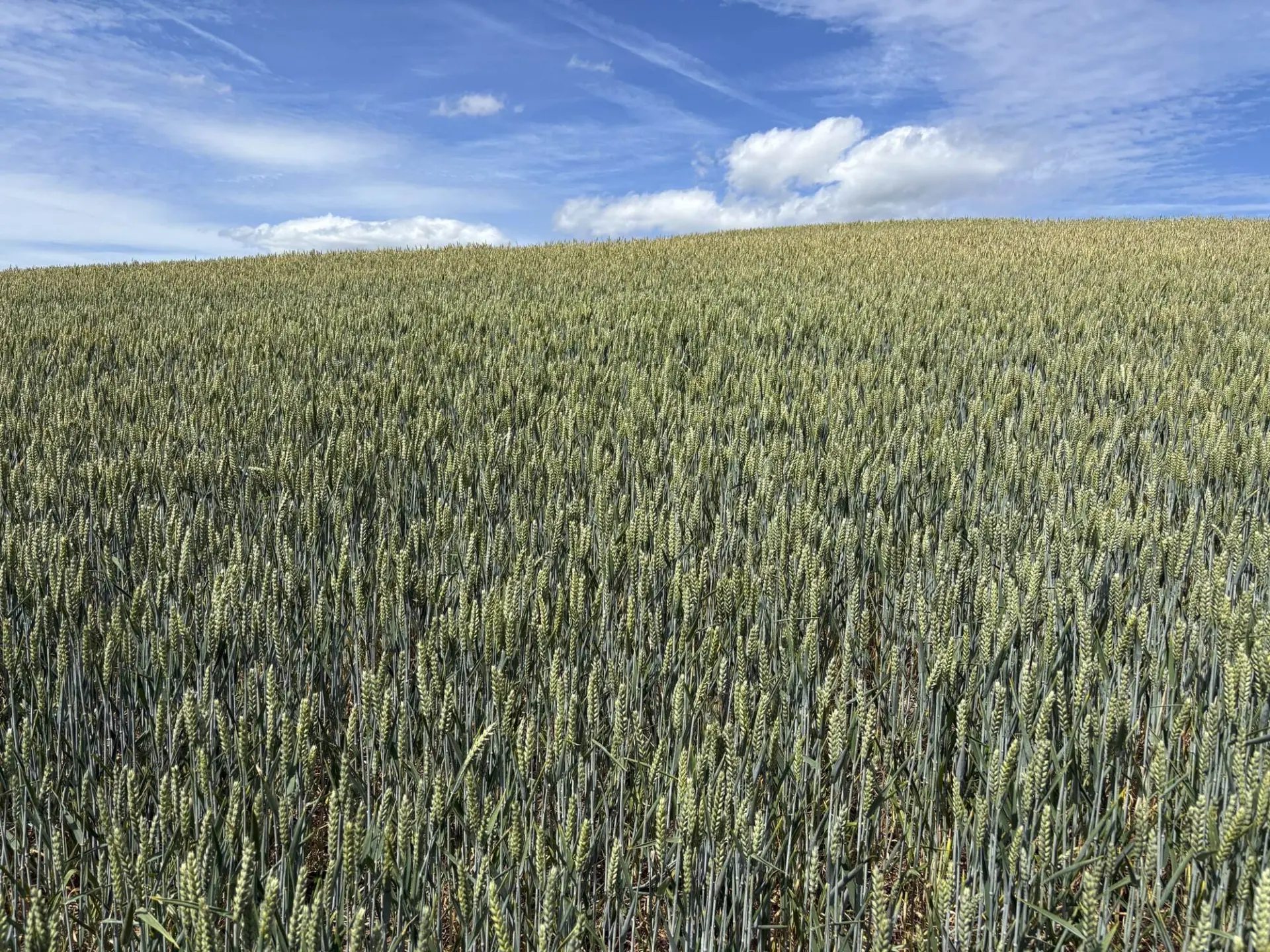 A wide view of a green wheat field under a blue sky with scattered clouds. The field shows tall wheat stalks ready for harvest, creating a textured landscape.
