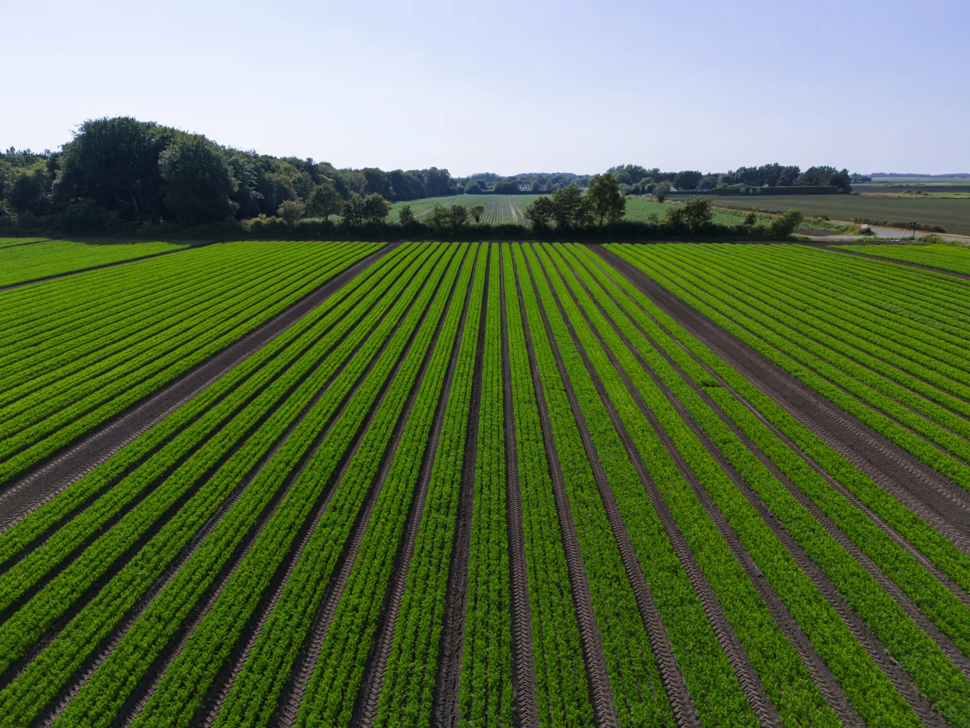 Aerial view of a lush green agricultural field with neatly arranged rows of crops under a clear blue sky.