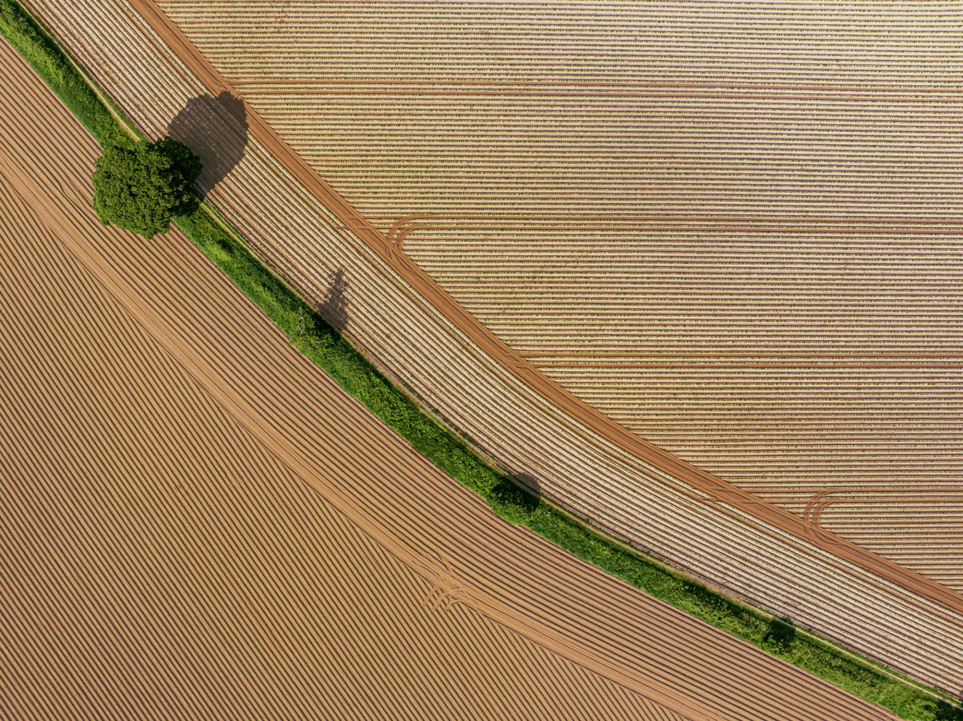 An aerial view of a plowed field with alternating rows of earth and vegetation, featuring a small tree along a curved green border.