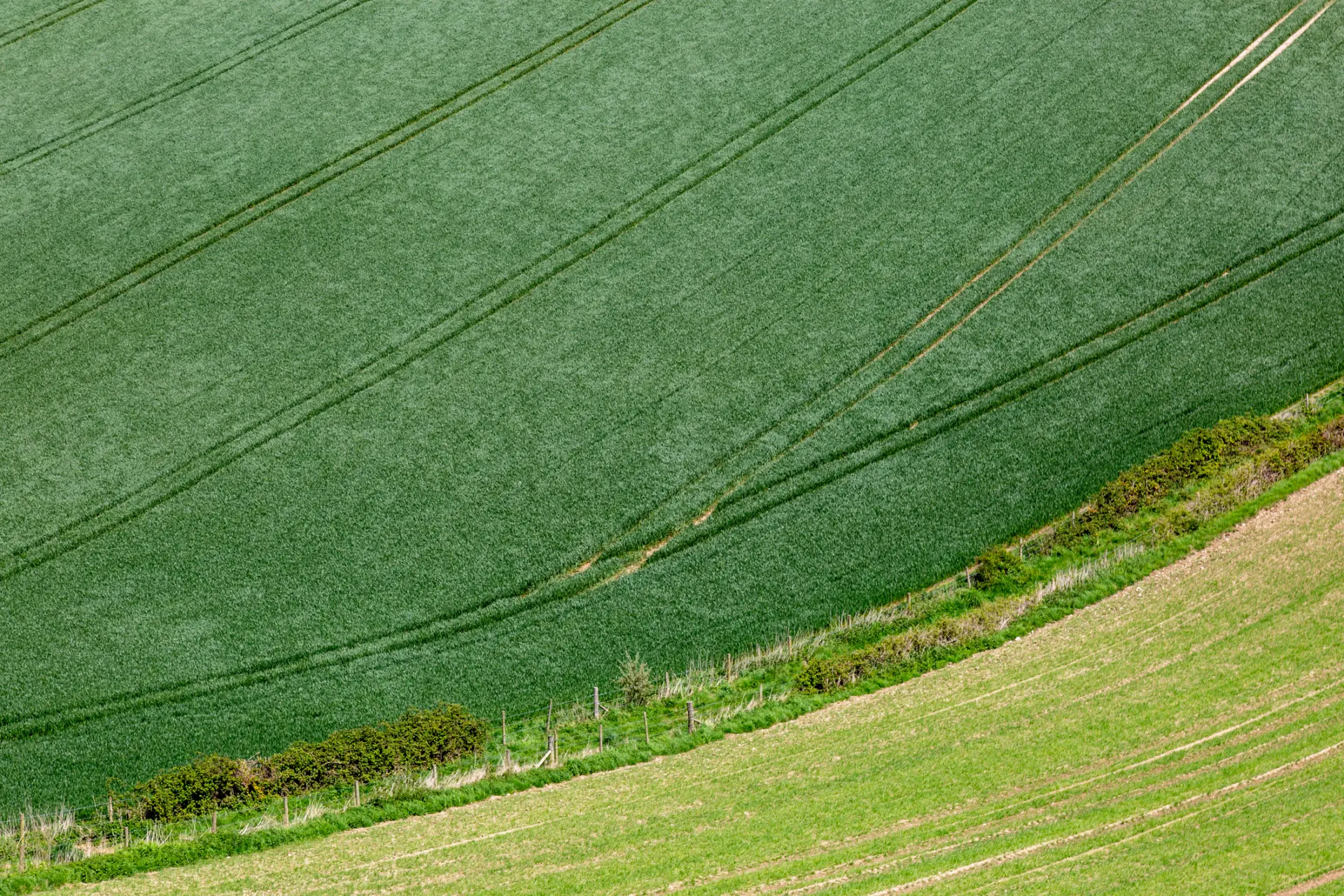 An aerial view of a green agricultural field with distinct patterns created by planting. Adjacent is a lighter green section with a row of bushes along the edge.