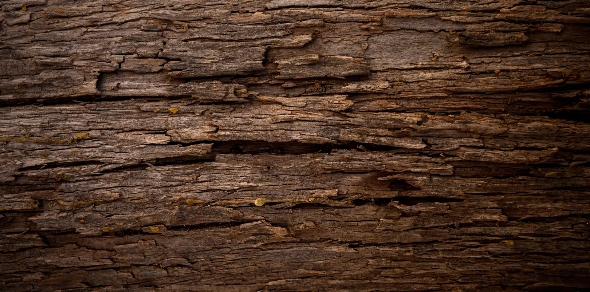 Close-up of textured brown tree bark showing grooves and cracks, highlighting the natural patterns and aging of the wood.