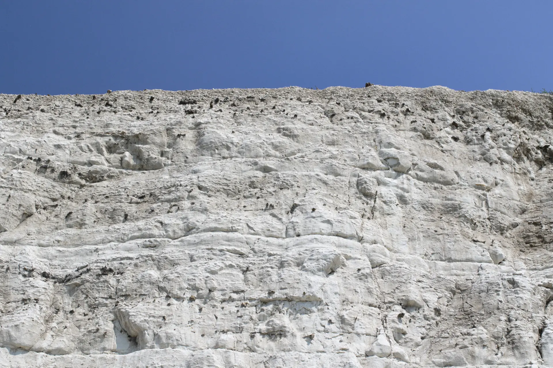 A close-up view of a white chalk cliff under a clear blue sky, showcasing the layered texture of the rock formation.
