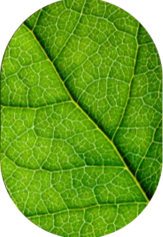 Close-up of green leaves showing detailed veins and texture, arranged in a natural pattern. The background is a vibrant green, emphasizing the leaf structure.