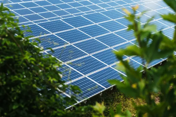 Close-up view of solar panels installed on a grid, partially obscured by green foliage. The panels are blue with a reflective surface, arranged neatly and capturing sunlight.