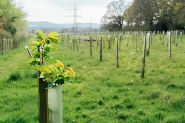 A close-up of a young plant with green leaves, growing in a protective tube on a field. In the background, rows of similar planted tubes are visible in a grassy area with scattered trees and power lines.