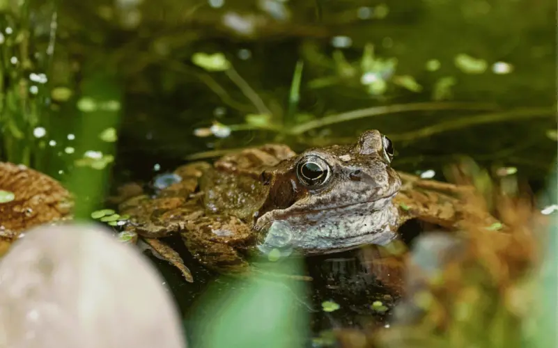 A brown frog rests at the water’s edge among green aquatic plants and mossy rocks.