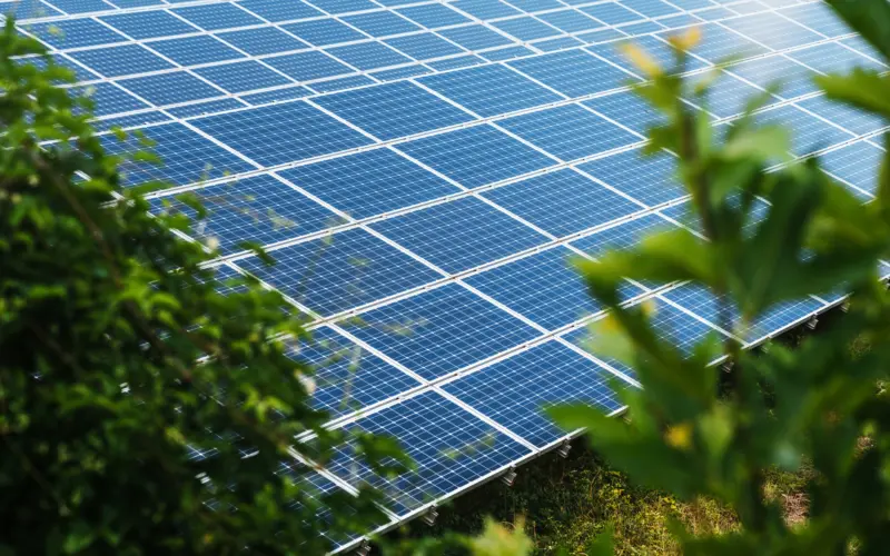 Solar panels installed in a field, partially obscured by green foliage. The panels are arranged in rows, capturing sunlight, with shadowing from nearby plants.