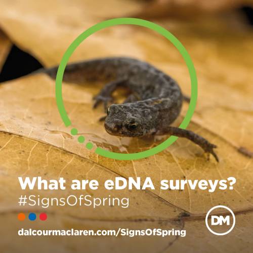 What Are eDNA Surveys?